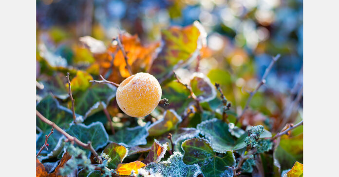 UF develops AI tool for crop damage detection
