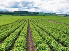 AI app developed to fight potato blight early