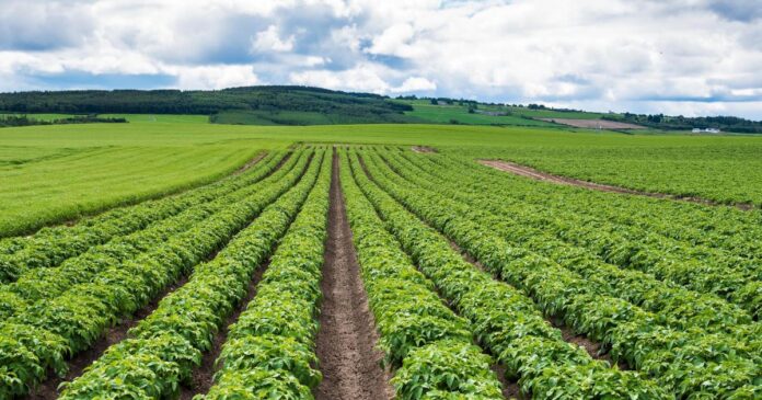 19739506.jpg AI app developed to fight potato blight early