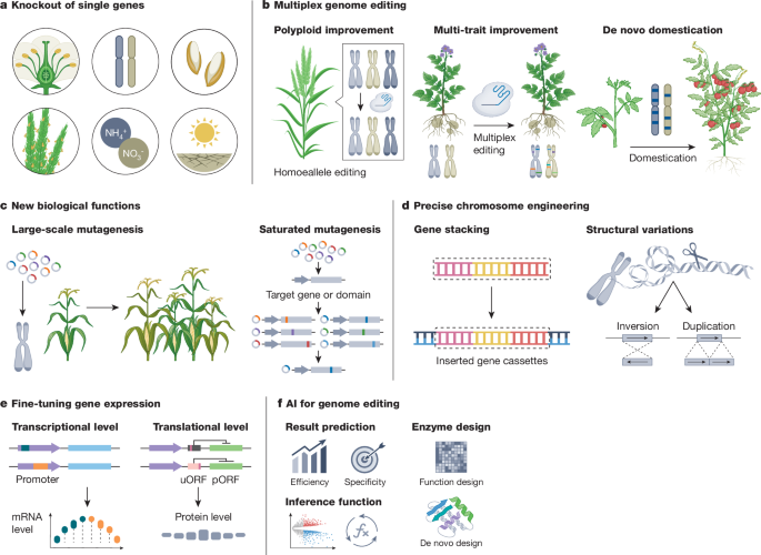 41586_2025_9122_Fig1_HTML.png Integrated biotechnological and AI innovations for crop improvement