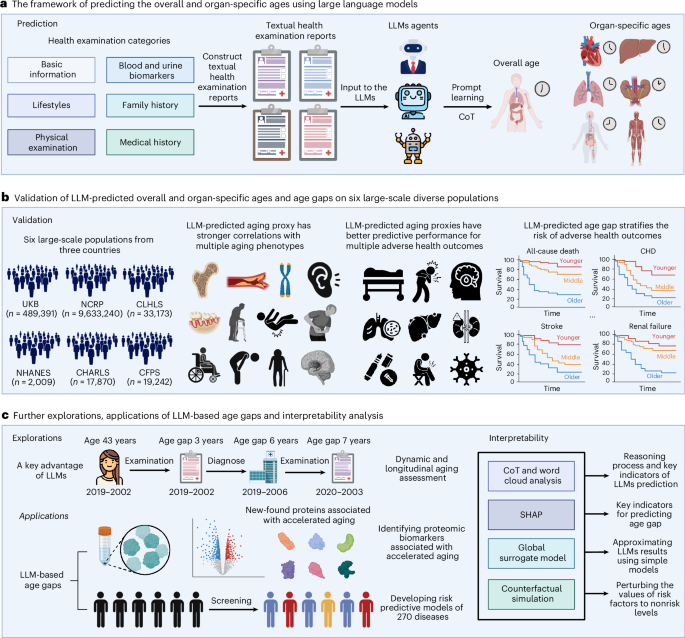 Large language model-based biological age prediction in large-scale populations