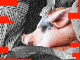 NYC tried to seize Lucy the pig. Eric Adams says the family can keep her—if she leaves town.
