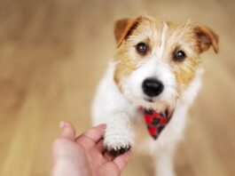 AI tools could help humans 'talk' to their pets