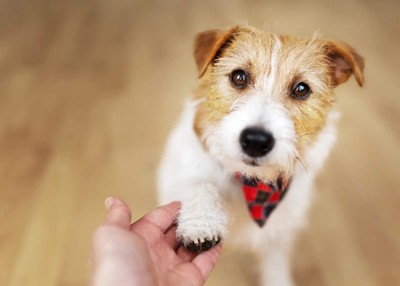 78413.jpg AI tools could help humans 'talk' to their pets