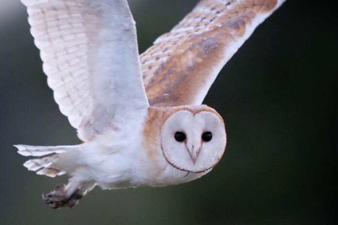 7f2cca45c1058f3469e6a92cc9ecd937Y29udGVudHNlYXJjaGFwaSwxNzUzNTIwMjM0-2.77287404.jpg AI tool created to monitor barn owl chicks without disturbing nesting sites