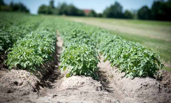Potato-blight.png Welsh Scientists to Develop AI App for Early Detection of Potato Blight