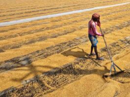 Google Launches AI Tools for Indian Farmers to Boost Income and Crop Yields