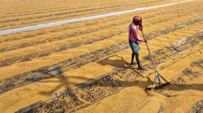 Google Launches AI Tools for Indian Farmers to Boost Income and Crop Yields
