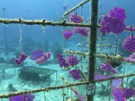 AI Tool of the Week: How UK's digiLab is building AI for the planet’s largest coral restoration project