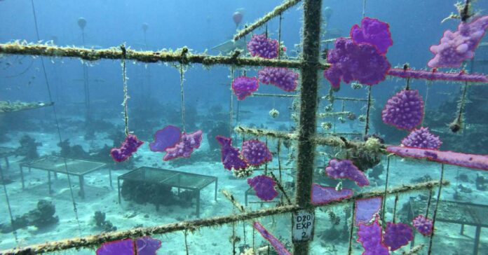digiLab.jpg AI Tool of the Week: How UK's digiLab is building AI for the planet’s largest coral restoration project