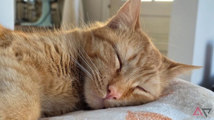 sleeping-cat.jpg Gemini could soon help you sack out with AI-generated bedtime stories