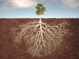 3D render image of tree with sprawling roots underground