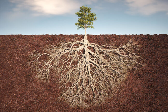 tree-with-roots-banner.jpg 3D render image of tree with sprawling roots underground