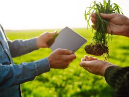 Student builds AI app to help farmers tackle crop issues