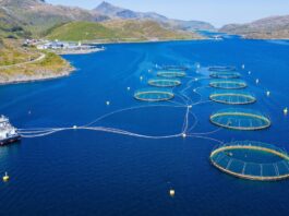 DNV introduces AI compliance tool for Norway’s fish farms