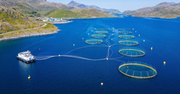 DNV introduces AI compliance tool for Norway’s fish farms
