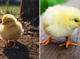 Prove You Have 140+ IQ, Spot The Difference To Tell Which Chick Image Is Fake In 12 Seconds!