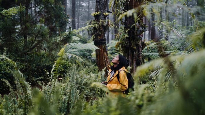 A photo of a woman in a rainforest, looking up at the trees.