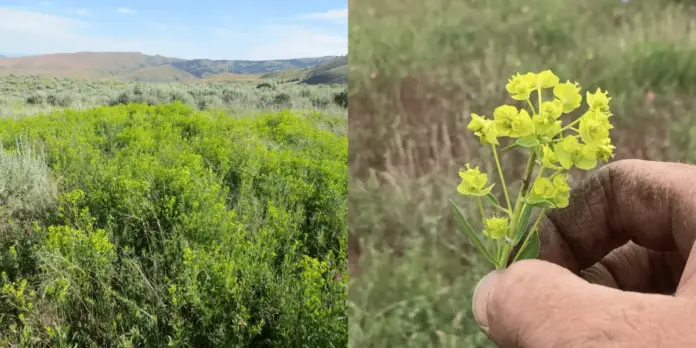 leafyspurge-min.png.webp.webp Using Generative AI in the Battle Against Invasive Plants - News