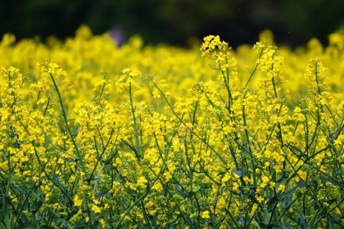 rape-blossom-5060611_1280-e1755854843326.jpg AI tool automates plant fruit measuring to breed better crops