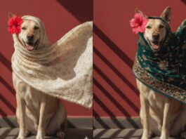 Pet Dog Joins Google’s Gemini AI Retro Photo Trend! Internet Can’t Get Enough | Viral Video | Viral