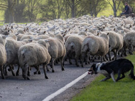 Using Agent in the Loop To Ride Herd on Wayward AI