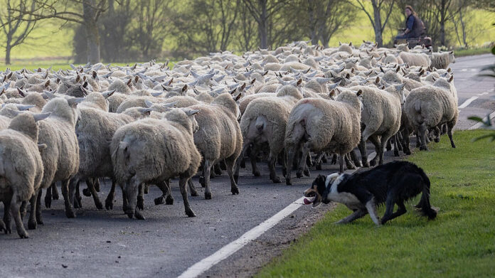 Using Agent in the Loop To Ride Herd on Wayward AI