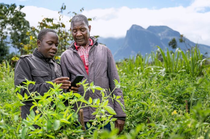 How AI is helping small-scale farmers in Malawi weather a changing climate