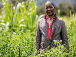 How Malawi is taking AI technology to small-scale farmers who don't have smartphones