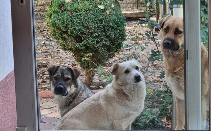 2025-my-dogs.jpg