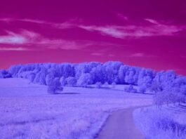 surreal landscape with pink sky and purple trees and fields