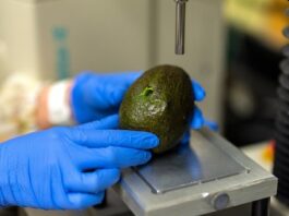 Researchers develop AI tool to predict avocado freshness