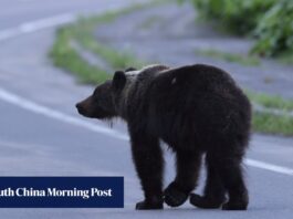 Japanese scientists invent AI tool to predict bear encounters as attacks rise