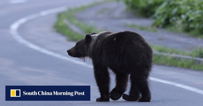 ac003aa1-d1fd-4e40-9ae4-df90945fb436_360d9e95.jpg Japanese scientists invent AI tool to predict bear encounters as attacks rise