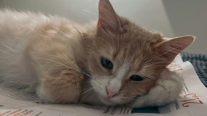 cat_on_papers3.jpg