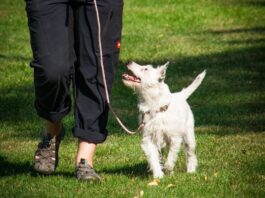 Ollie patents AI tool to predict canine parasite infections