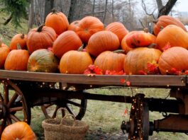 A photo of many pumpkins on top of a wooden wagon lit up with fairy lights (gettyimages-2180461149)