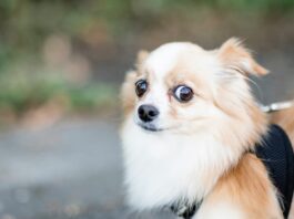It's not just you – A2A vs MCP is freaking everyone out