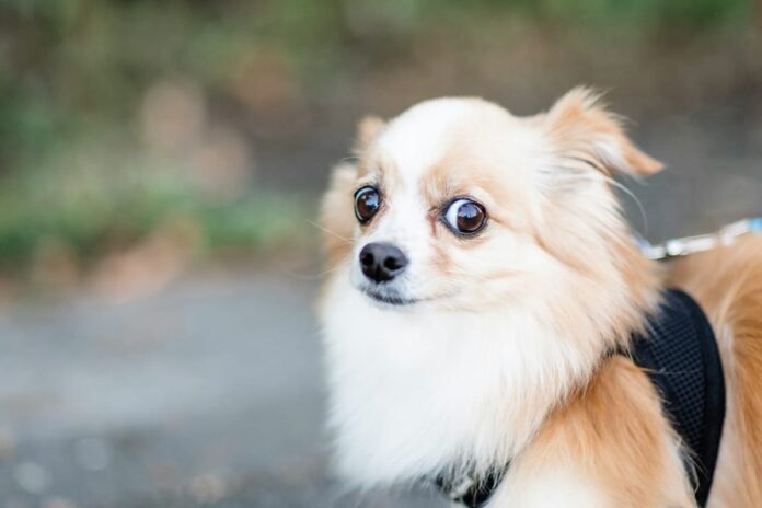 michelle-tresemer-MjKUUaYQQ6U-unsplash.jpg It's not just you – A2A vs MCP is freaking everyone out