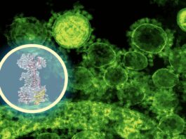 AI maps how a new antibiotic targets gut bacteria | MIT News