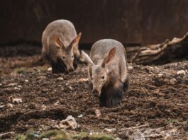 OpenAI Aardvark automatically detects vulnerabilities