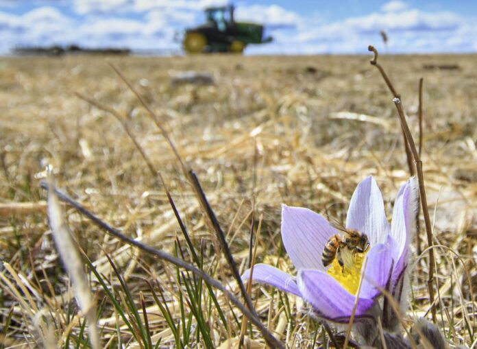 USask-led startup testing AI insect management app for Prairie growers