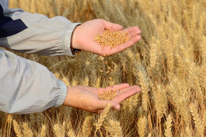 AI tool can help enhance crop varieties