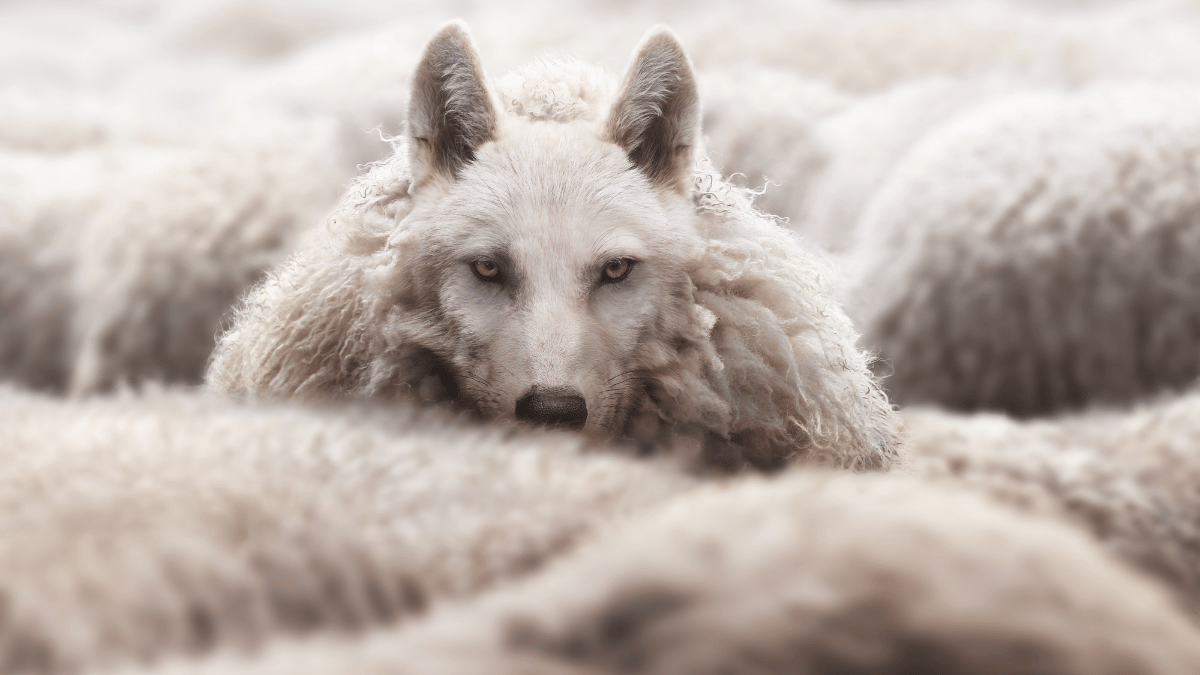 wolf-in-sheep-clothing.png Image of wolf disguised as a sheep among a flock of sheep