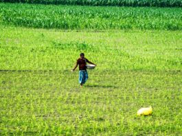 Govt deploys AI tools to improve crop productivity, farmer livelihoods