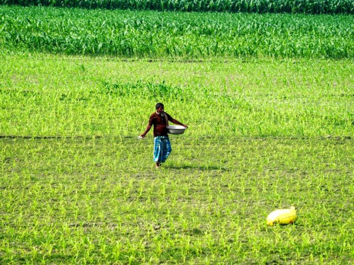 Govt deploys AI tools to improve crop productivity, farmer livelihoods