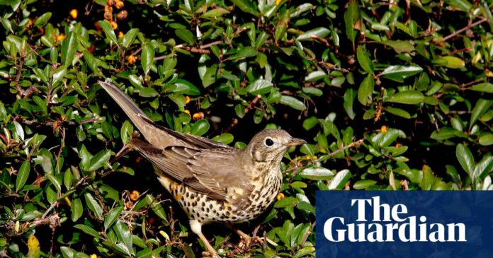 ‘It brings you closer to the natural world’: the rise of the Merlin birdsong identifying app | Birds