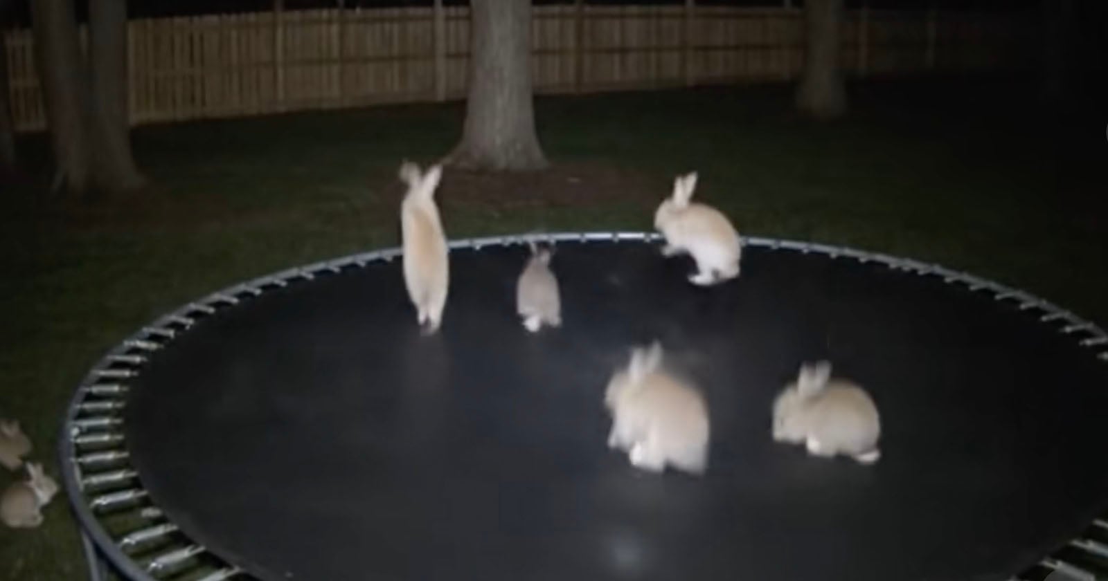 Bunnies-Trampoline.jpg
