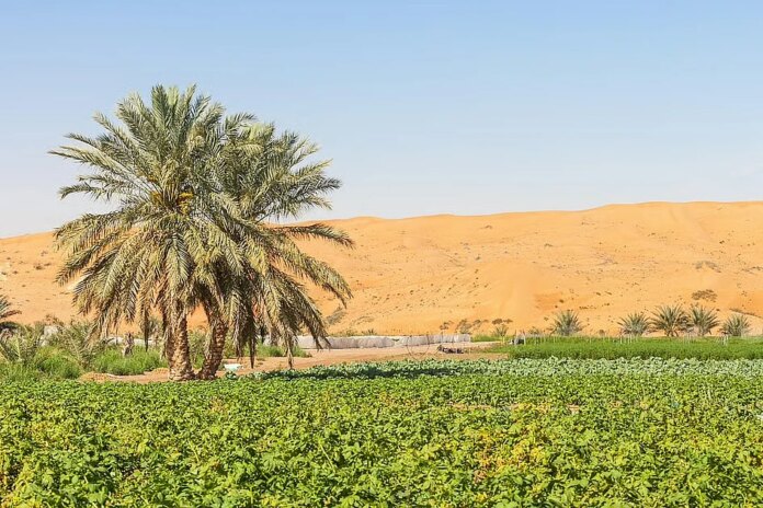 AI for farmers: UAE builds free tool trained to answer crop specific issues