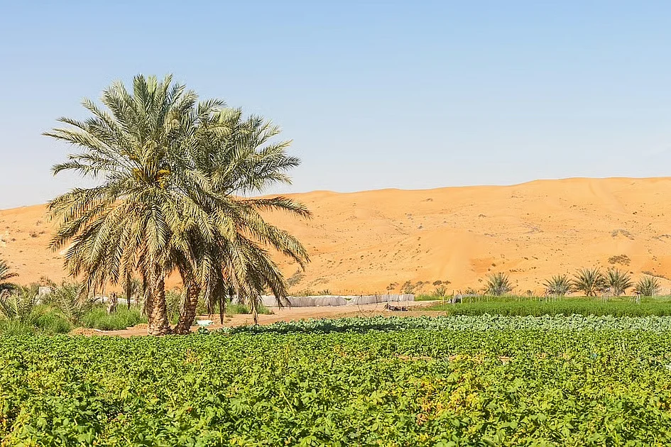 ai-farming.jpeg AI for farmers: UAE builds free tool trained to answer crop specific issues
